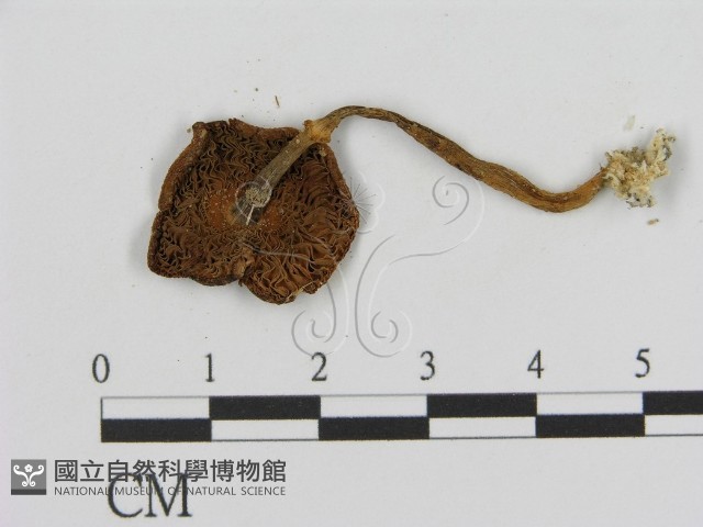 登錄號:F0003332藏品圖，第3張
