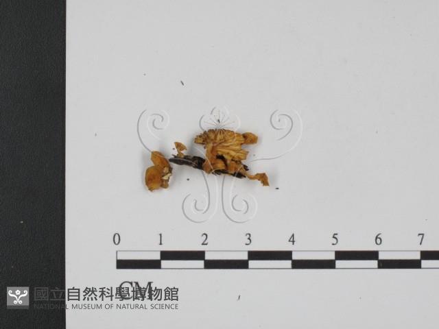 登錄號:F0013332藏品圖，第3張