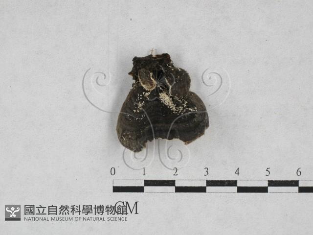 雲芝藏品圖，第3張