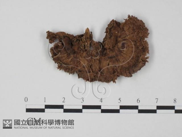 登錄號:F0008272藏品圖，第3張