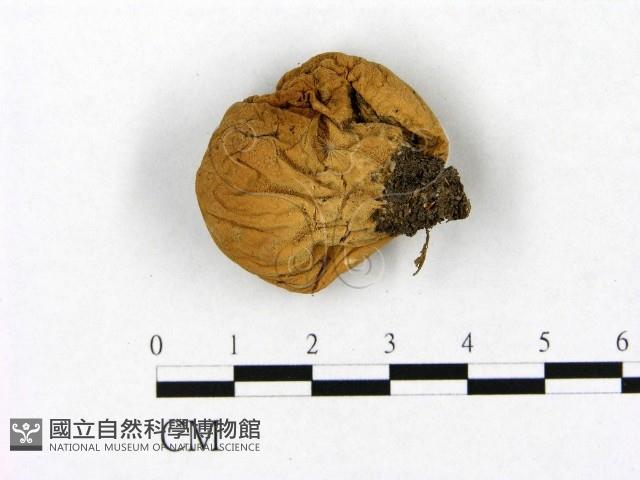 登錄號:F0020272藏品圖，第3張