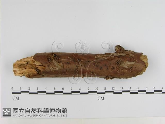 登錄號:F0000272藏品圖，第1張