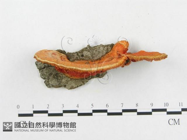 血紅密孔菌藏品圖，第3張