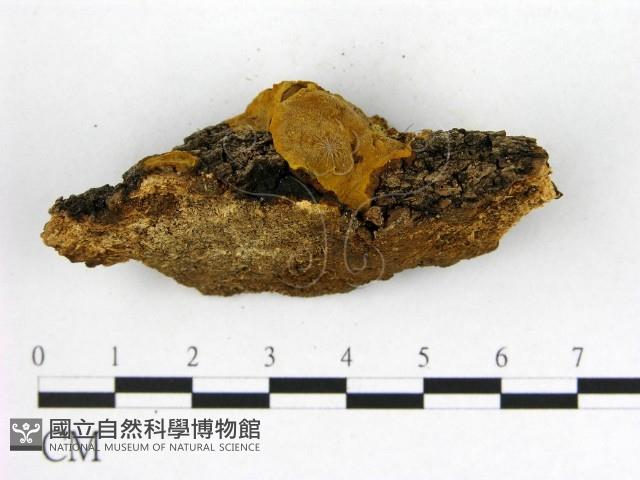 登錄號:F0006272藏品圖，第3張