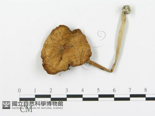 登錄號:F0016272藏品圖，第3張