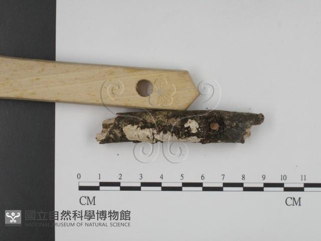 登錄號:F0001272藏品圖，第3張