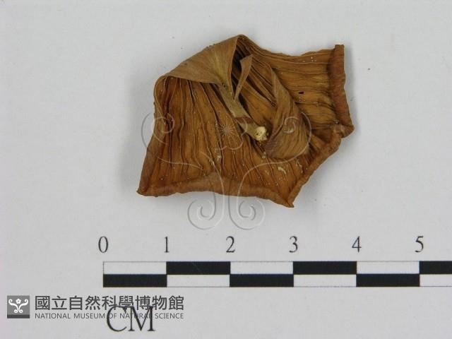 登錄號:F0011272藏品圖，第3張