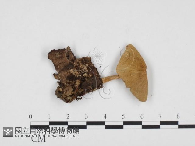 登錄號:F0024272藏品圖，第3張