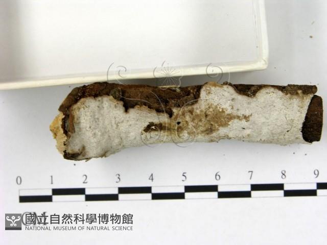 登錄號:F0004272藏品圖，第3張