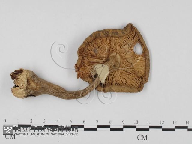 登錄號:F0014272藏品圖，第3張