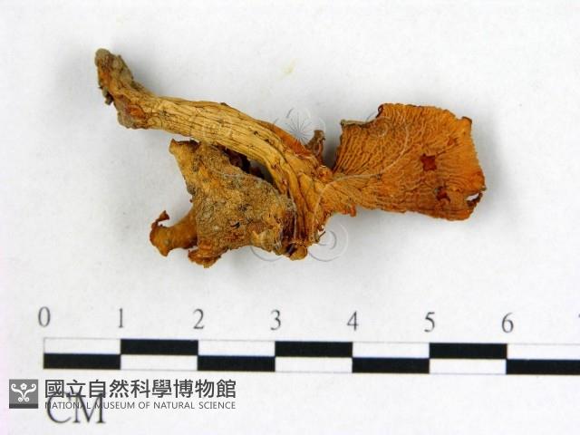 登錄號:F0002272藏品圖，第3張