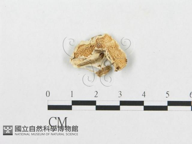 登錄號:F0007272藏品圖，第3張
