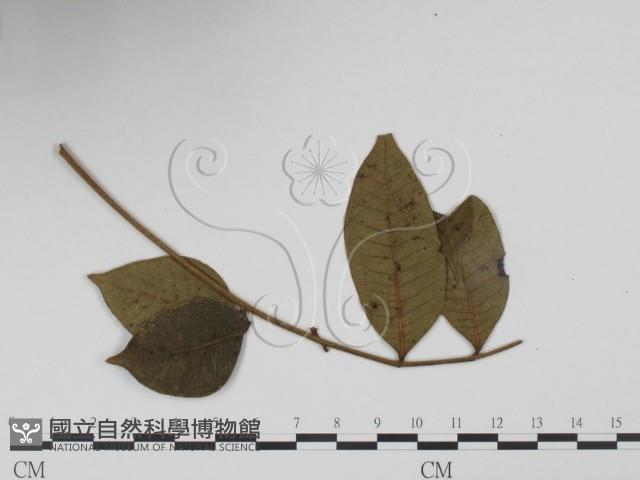 登錄號:F0019272藏品圖，第3張
