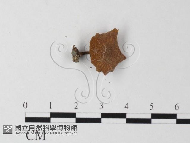 登錄號:F0023272藏品圖，第3張