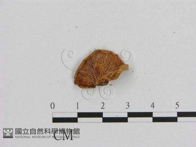 登錄號:F0013272藏品圖，第3張