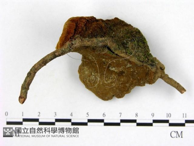 登錄號:F0008872藏品圖，第3張