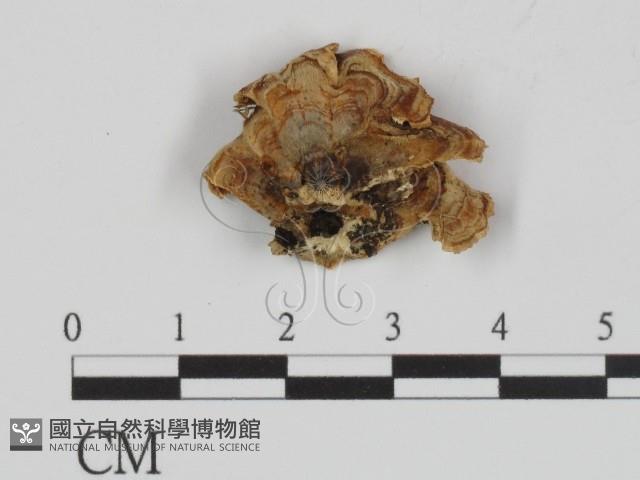 登錄號:F0018872藏品圖，第3張