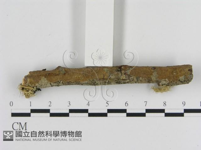 刺革菌屬藏品圖，第3張