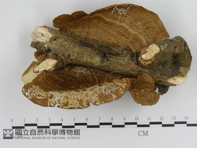 登錄號:F0010872藏品圖，第3張