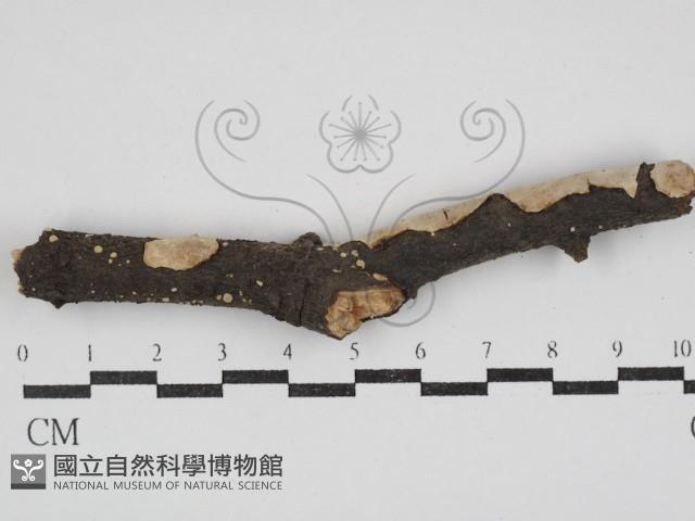 刺皮菌屬藏品圖，第3張