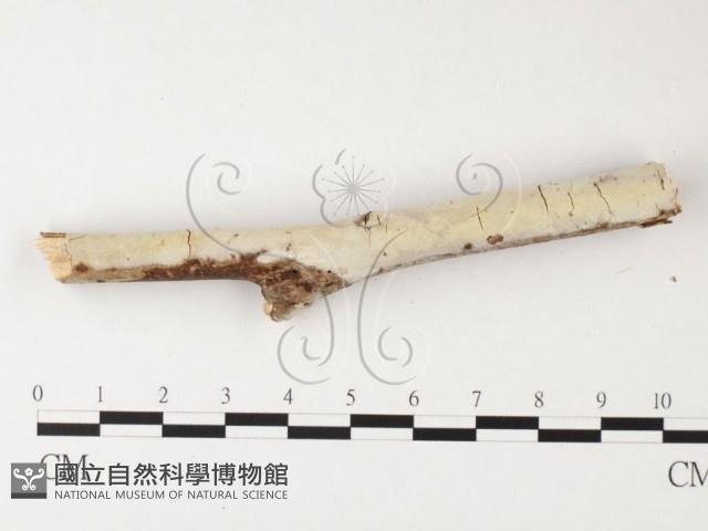 登錄號:F0026872藏品圖，第3張