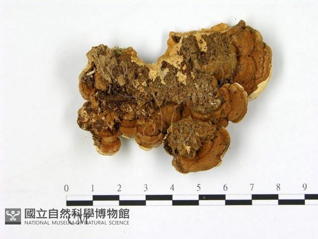 登錄號:F0006872藏品圖，第3張