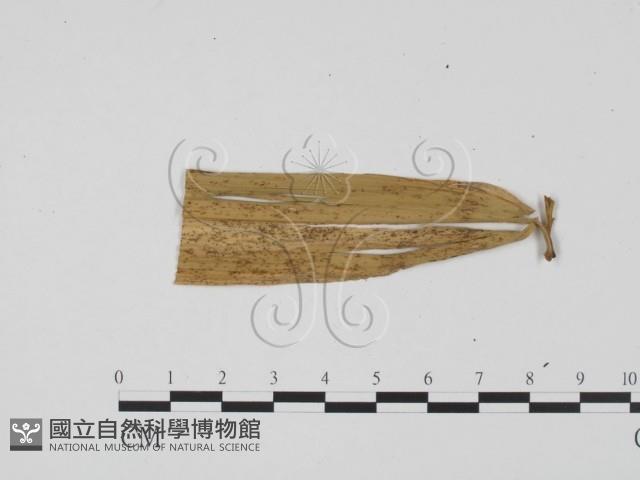 登錄號:F0011872藏品圖，第3張