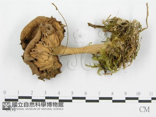 登錄號:F0004872藏品圖，第1張