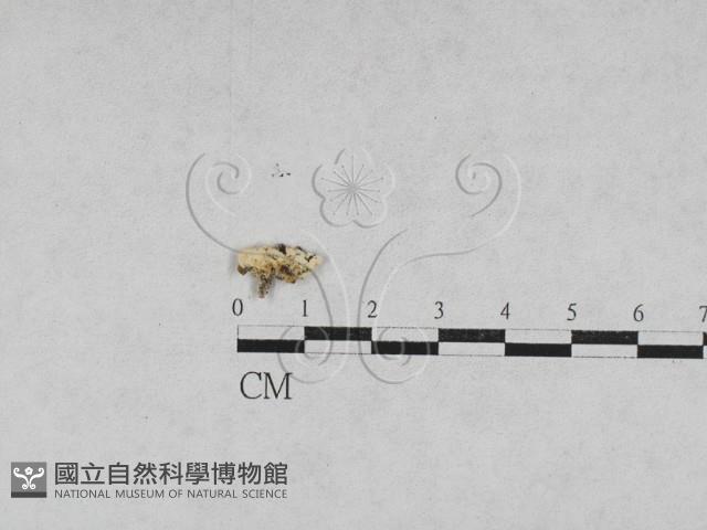 登錄號:F0027872藏品圖，第1張