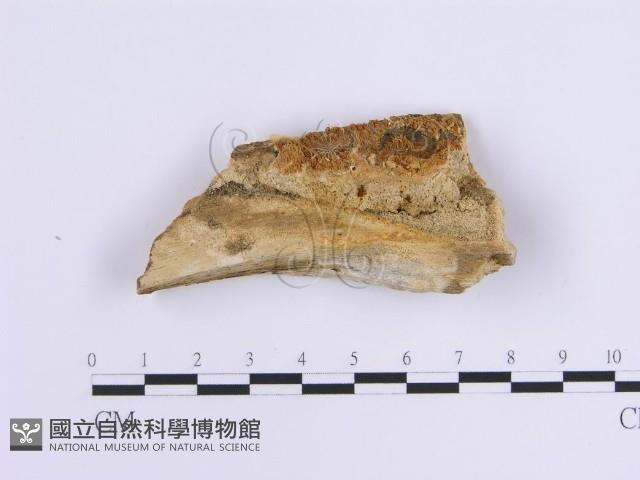 齒耳菌屬藏品圖，第1張