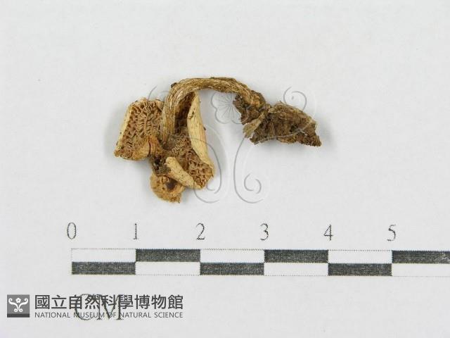 紅菇屬藏品圖，第3張