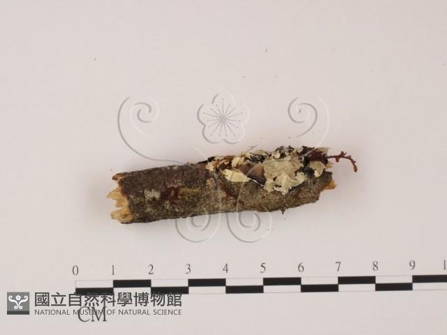 登錄號:F0019872藏品圖，第3張