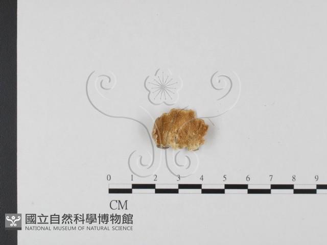 附毛菌屬藏品圖，第3張