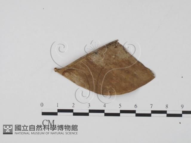 登錄號:F0013872藏品圖，第3張