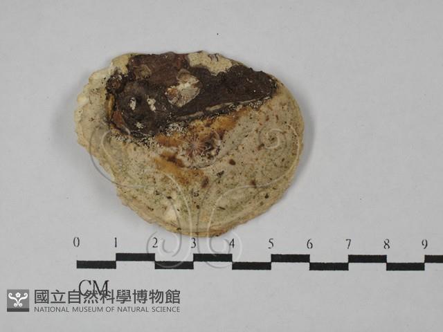 登錄號:F0028972藏品圖，第3張