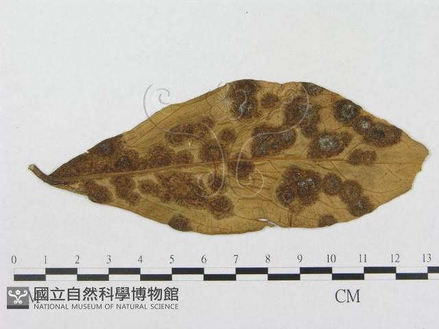 登錄號:F0018972藏品圖，第1張