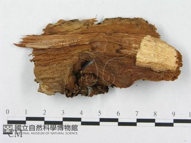 針齒銳岩菌藏品圖，第3張