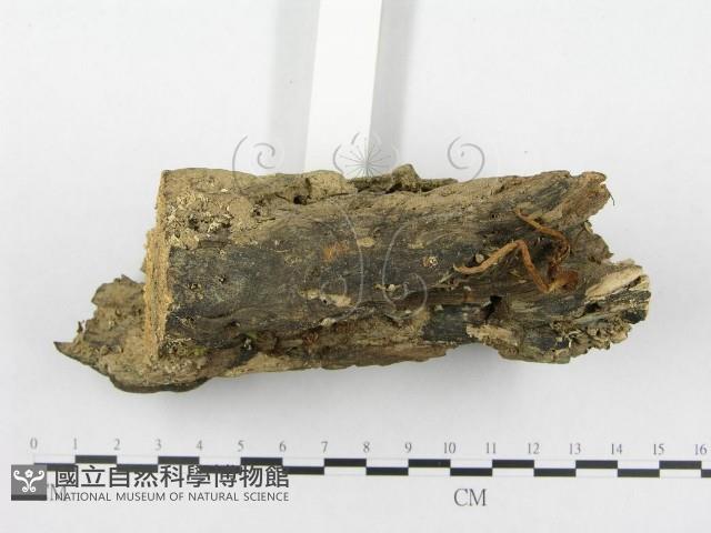 登錄號:F0010972藏品圖，第3張