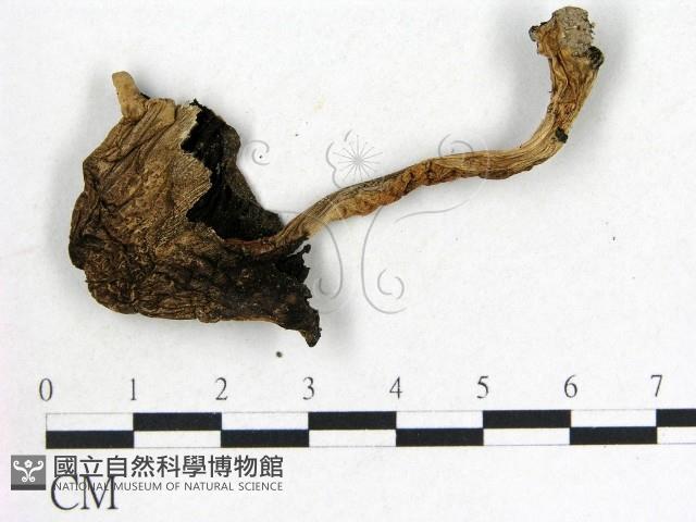 鬼傘屬藏品圖，第3張
