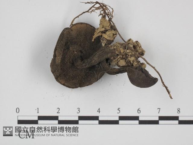 登錄號:F0004972藏品圖，第3張