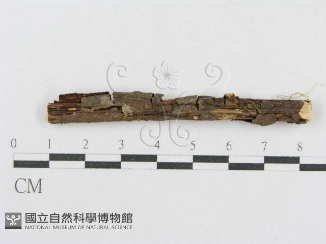 射脈菌屬藏品圖，第3張