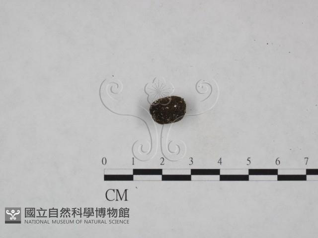 登錄號:F0007972藏品圖，第3張