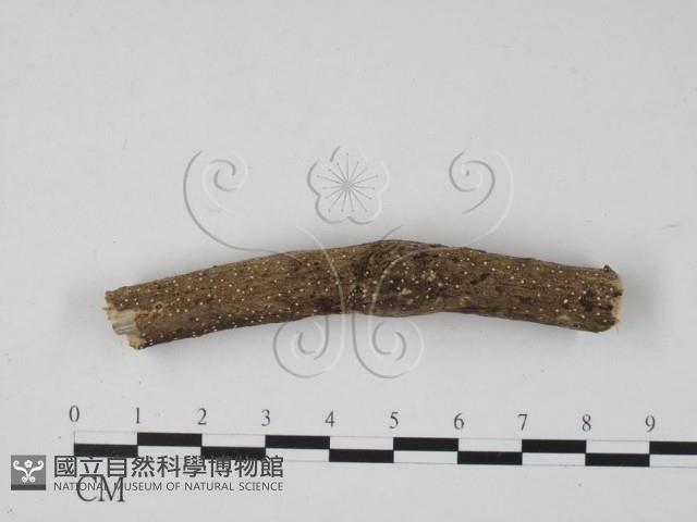 登錄號:F0017972藏品圖，第3張
