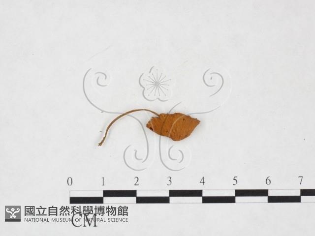 小皮傘屬藏品圖，第3張