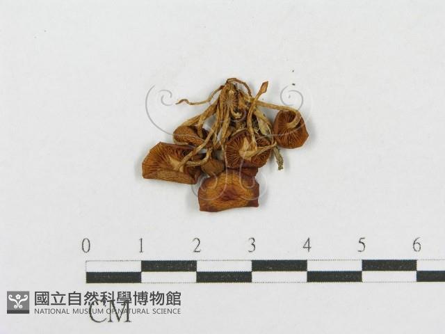 登錄號:F0015972藏品圖，第3張