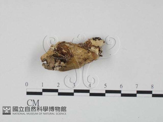 登錄號:F0019972藏品圖，第3張