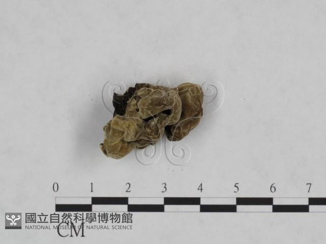 毛木耳藏品圖，第3張