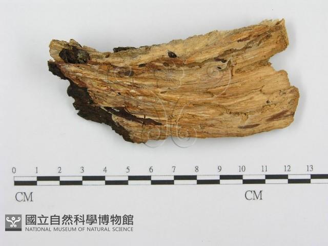 登錄號:F0008672藏品圖，第3張