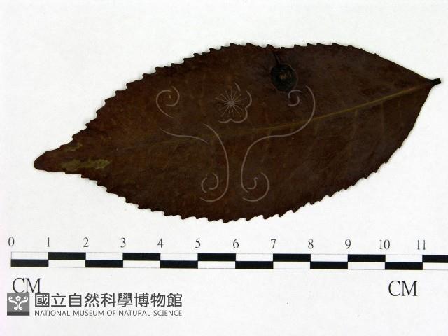 登錄號:F0020672藏品圖，第3張