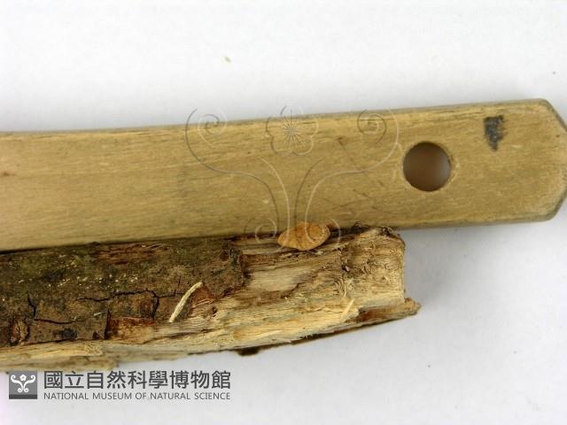 登錄號:F0010672藏品圖，第3張